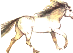 Das wei�e Pferd